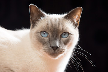Siamese Cat
