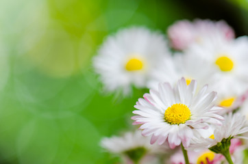 Obraz na płótnie Canvas Beautiful daisy flowers, close-up. Summer background