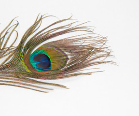 peafowl feather