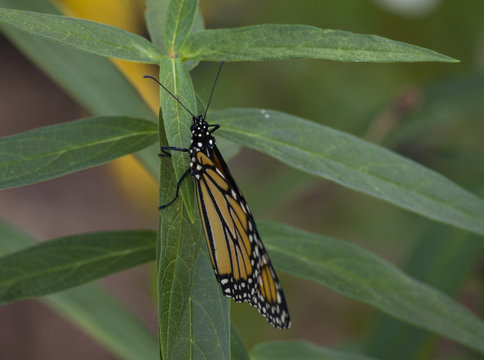 Monarch on asclepiade plant