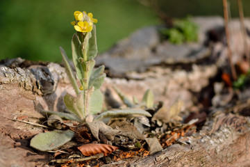 Great mullein (Verbascum thapsus). An attractive lemon yellow flower in the figwort family (Scrophulariaceae), showing stunted growth on a fallen tree trunk
