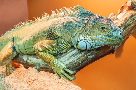 live green iguana