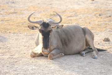 Wildebeest