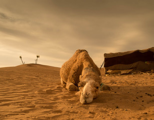 Müdes Kamel mit Palmen im Hintergrund