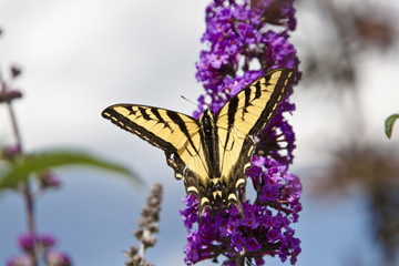 butterfly on a lilac