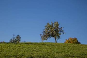 Fototapeta premium sanfte Hügel in der Steiermark im Herbst