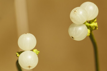 Mistletoe berries
