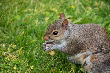 squirrel eating a nut