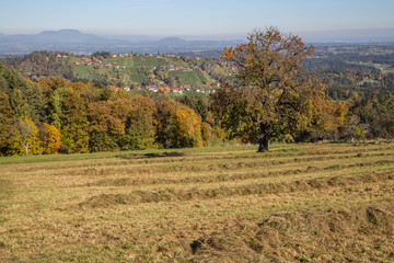 Fototapeta premium herbstlich verfärbter Laubbaum vor sanften Weinbergen