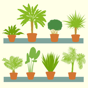 Home plants, green palms, bushes in pots set vector background i
