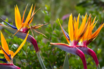 Blooming flower of tropical Strelitzia reginae