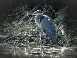 Great Blue Heron