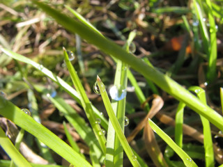 Drop on the grass