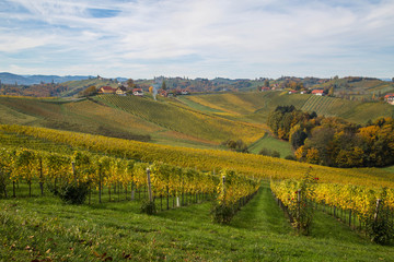 Fototapeta na wymiar herbstlich verfärbte Weinberge in der Südsteiermark