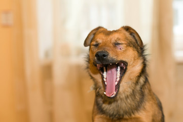 Cute mixed breed dog portrait at home