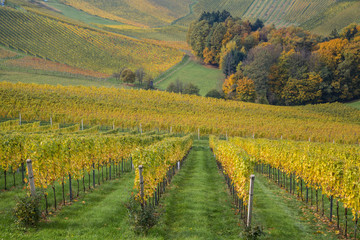 Fototapeta na wymiar Herbstlich verfärbte Weinberge im südsteirischen Hügelland
