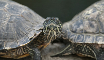 Голова черепахи между двумя туловищами