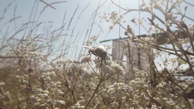 Honeybee Collect Pollen From Flowers in the Bush on a Background of Construction