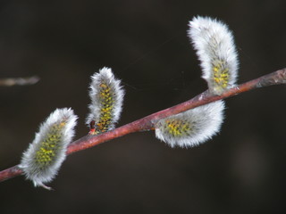 Willow branch. Blossoming branch of a willow against a dark background. In the branch, there are four "cats". Picture taken in the spring, in March 2008.