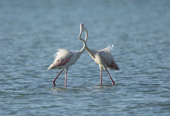 Greater Flamingos making love, Arad bay