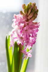 Pink Hyacinth, Hyacinthus orientalis.