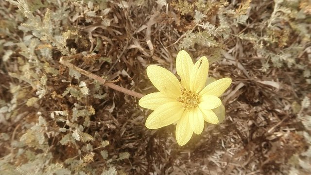 a Yellow Flower Blooming in the Dry Grass Gently Swaying in the Wind