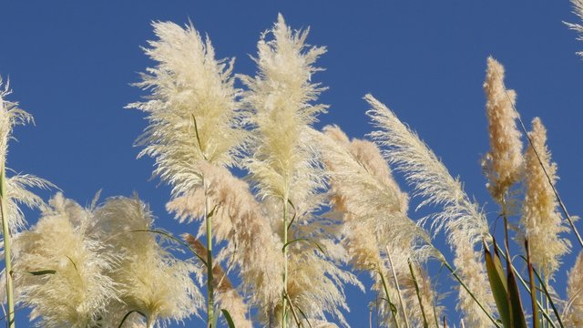 Pampa grass white inflorescences decorative grass in front of sun 4K 2160p 30fps UltraHD video - Cortaderia selloana flowering and decorative plants slow moving on the wind 4K 3840X2160 UHD footage 