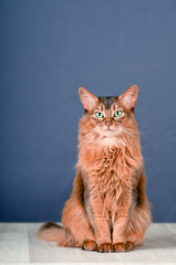 Somali cat on the floor with