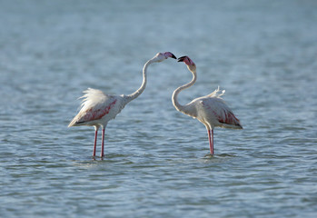 Courtship of beautiful Greater Flamingos