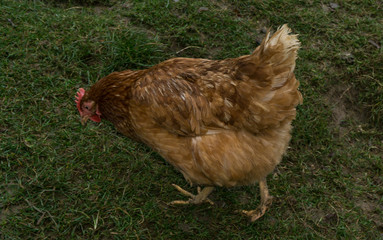 hens fair farm free running. cock