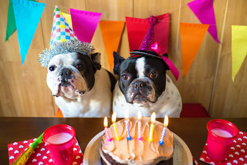 Couple of dogs on birthday party