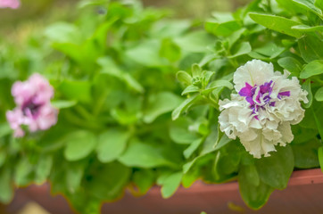 white flower petunia. Shallow depth of field. Terry petunia.