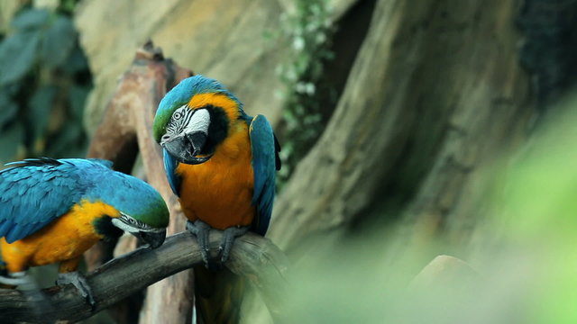 Blue and yellow macaw resting 