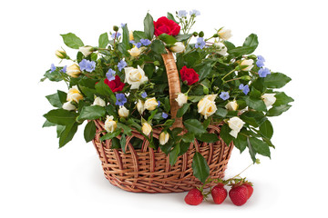 Basket with fresh white and red roses.