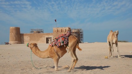 Camels in front of the historic Al Zubara fort in Qatar, Middle East