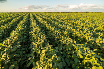 Green ripening soybean field, agricultural landscape