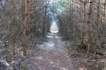 mysterious path in the forest