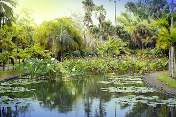 Creek with the blossoming lotuses. Mauritius..