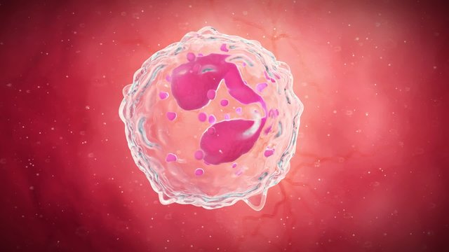medical 3d animation of a eosinophile cell