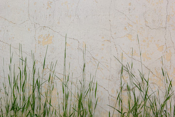Obraz na płótnie Canvas white plastered painted wall and grass