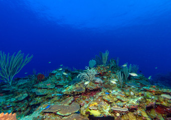 Colorful Coral Landscape of Caribbean Sea