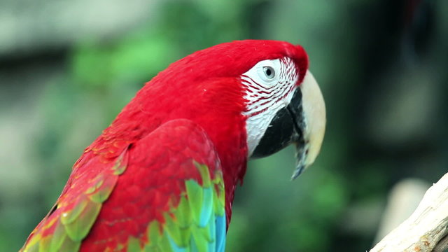 Red Macaw head close-up