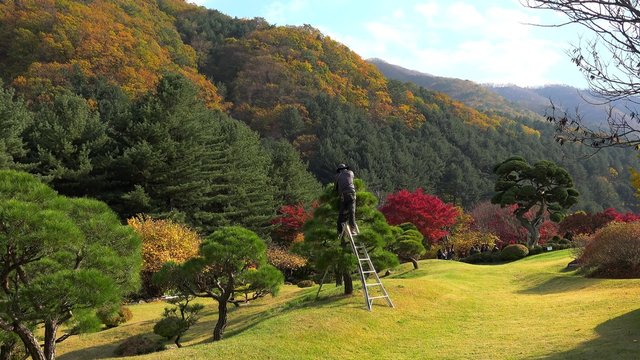 Pruning trees by the gardener  in The Garden of Morning Calm. Gapyeong
