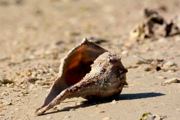 Fototapeta na wymiar Sea shell Sandy Beach