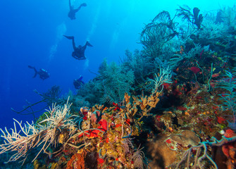 Group of divers going deep