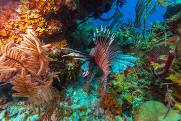 Naklejka na ściany i meble Lionfish (Pterois) near coral, Cayo Largo