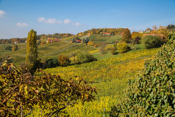 herbstlich verfärbte Weinberge in der Südsteiermark
