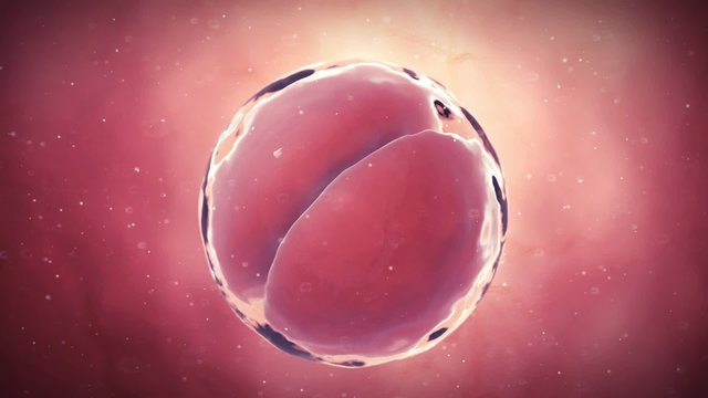 medical 3d animation of a 2 stage egg cell