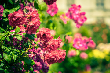 Bush of beautiful roses in a garden