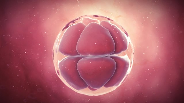 medical 3d animation of a 8 stage egg cell